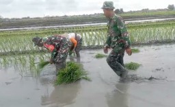 Langkah Kecil Menuju Panen Besar, Kiprah Humanis Babinsa Dampingi Petani WILUJENG II Menuju Pertanian Berkelanjutan di Kedensari