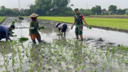 Serka Masfuan Sinergi dengan Petani Sidokepung, Dampingi Penanaman Padi 27 Hektare demi Ketahanan Pangan