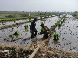 Babinsa Turun ke Sawah di Sudimoro, Kolaborasi TNI dan Petani untuk Ketahanan Pangan Nasional