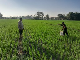 Semangat Gotong Royong: Babinsa dan Petani Bersama Rawat Padi Usai Tanam