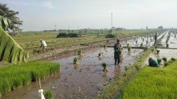 Babinsa dan Petani Bersinergi Tanam Padi Inpari di Candipari, Dorong Ketahanan Pangan Lewat Semangat Gotong Royong