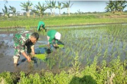 Babinsa Taman Hadir di Tengah Sawah, TNI dan Petani Bersatu Jaga Ketahanan Pangan di Desa Tawangsari