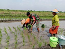Serka Arbarofi Setia Dampingi Petani, Wujud Nyata Sinergi TNI dan Petani Demi Ketahanan Pangan