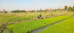Babinsa Koramil 0816/14 Taman Dampingi Petani Kelurahan Taman, Dukung Ketahanan Pangan Lewat Perawatan Padi Usia 15 Hari