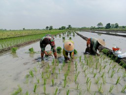 Babinsa Tarik Turun ke Sawah, Pendampingan Humanis di Mlirip Rowo Bangun Kemandirian Pangan dari Lahan 16 Hektare