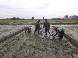 Koptu Agus Rozi Turun ke Sawah di Ngaresrejo, Bukti Nyata TNI Hadir untuk Petani dan Ketahanan Pangan Bangsa