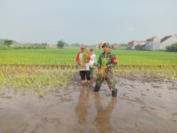 Babinsa Koramil 0816/14 Taman Serda Ja’far Turun Sawah Dampingi Petani Kedungturi, TNI Hadir Menyatu dengan Rakyat untuk Wujudkan Ketahanan Pangan
