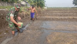 Kebersamaan TNI dan Petani di Sawah, Babinsa Porong Dampingi Penebaran Benih Padi