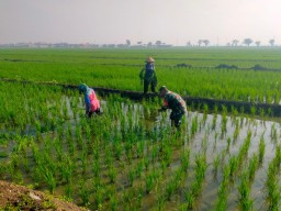 Wujud Kepedulian TNI, Babinsa Serda Hendro Bantu Petani Kedungcangkring Tingkatkan Produksi Pangan