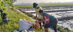 TNI Hadir di Tengah Sawah, Babinsa Serda Abdullah Fawaid Dampingi Petani Desa Bohar Tanam Padi Dukung Ketahanan Pangan