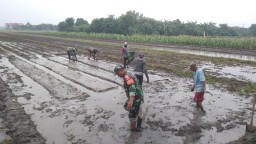 Semangat Ketahanan Pangan, Babinsa Wonoayu Pelda Samuri Dampingi Petani Tanam Padi