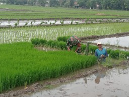 TNI Menyatu dengan Petani, Babinsa Sertu Dhofir Dampingi Poktan Makmur Olah Lahan 7 Hektare di Desa Semambung