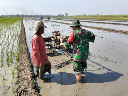 Turun Langsung ke Sawah, Babinsa Pademonegoro Jadi Sahabat Petani Demi Ketahanan Pangan
