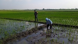 Babinsa Serda Sugeng Dampingi Pemupukan Padi, Wujud Kepedulian TNI Dukung Petani Desa Krembung