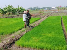 Menjaga Ketahanan Pangan, Merawat Harapan : Babinsa Taman dan Petani Sidodadi Bersinergi Rawat Benih Padi Cierang di Lahan 25,5 Hektare