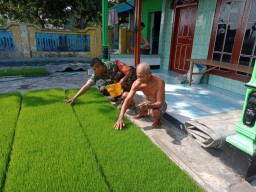 Babinsa Kramat Temenggung Dampingi Petani Rawat Sawah 2 Hektare, TNI Hadir untuk Ketahanan Pangan