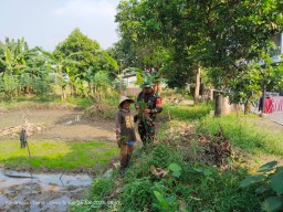 TNI Hadir untuk Rakyat, Babinsa Taman Dampingi Petani Tanam Padi Inpari 32
