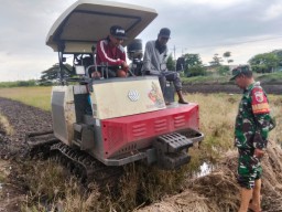 Babinsa Koramil 0816/05 Tulangan Terus Dukung Petani Desa Singopadu