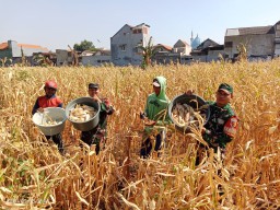 Babinsa Serda Septiardi Aktif Dampingi Petani Jagung di Kelurahan Sepanjang