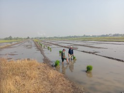 Babinsa Koramil 0816/14 Taman Dampingi Petani Jemundo Tanam Padi, Wujud Nyata Kemanunggalan TNI dan Rakyat di Tengah Kendala Pupuk