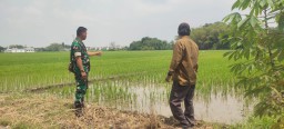 Babinsa Suwaluh Serka Slamet Riyadi Turun ke Sawah, Wujud Kepedulian TNI Dukung Swasembada Pangan Lewat Pendampingan Petani