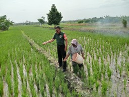 Serda Yedi Kusuma Babinsa Taman Dampingi Petani Desa Gilang Lakukan Pemupukan Padi