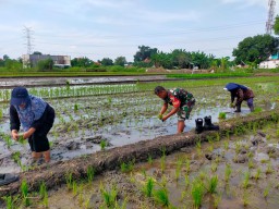 Menanam Harapan, Menuai Ketahanan, Babinsa Terik Dampingi Poktan Tani Merdeka Tanam Padi