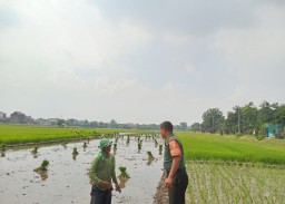 Babinsa Taman dan Petani Bersinergi Rawat Padi: Wujud Nyata TNI Dukung Ketahanan Pangan dari Sawah Desa