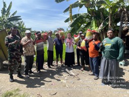 Dukung Kesejahteraan Petani, Babinsa Tambakrejo Dampingi Sosialisasi KURDA dan Penyaluran Bantuan Benih Padi