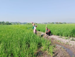 Babinsa Koramil 0816/14 Taman Aktif Dampingi Petani Sidodadi, Jaga Tanaman Padi Tetap Subur dan Produktif