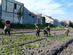 Menanam Harapan di Lahan Sawah, Sinergi Babinsa dan Petani Keboananom Wujudkan Ketahanan Pangan
