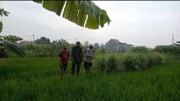 Babinsa Koramil 0816/14 Taman Dampingi Pemupukan Padi, Dorong Produktivitas dan Antisipasi Hama di Desa Krembangan