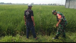 Babinsa Pekarungan dan Petani Menyemai Padi, Menjaga Ketahanan Pangan