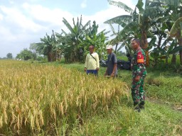 Babinsa Ngaresrejo Dampingi Sosialisasi Pasca Panen Padi: Sinergi TNI dan Petani Mantapkan Langkah Pertanian Berkelanjutan di Sukodono