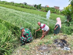 Babinsa Taman Bersama Petani Desa Kedungturi: Rawat Padi Ciherang Demi Hasil Panen yang Subur dan Berkualitas