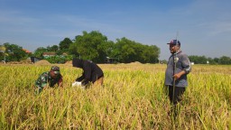 Batuud Koramil 0816/10 Balongbendo Hadiri Ubinan Demplot Benih Unggul Bapem Pendukung TNI