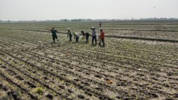 Babinsa Wirobinting Sertu Novem Dampingi Petani Poktan Sejahtera, Tanam Padi di Lahan 2 Hektar Demi Ketahanan Pangan