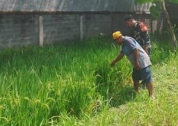 Sinergi Babinsa Taman dan Gapoktan “Hasil Tani” Wonocolo, Kawal Pertumbuhan Padi Ciherang Demi Panen Berlimpah