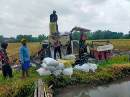 Serda Saiful Rizal Kawal Panen Petani Becirongengor Demi Kesejahteraan dan Ketahanan Pangan