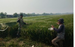 Sertu Sunaryo Turun Sawah: Pendampingan Intensif Perawatan Padi Poktan PUTRA DELTA di Desa Tawangsari