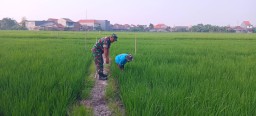 Babinsa Koramil 0816/14 Taman Bersinergi dengan Gapoktan Rawat Padi Ciherang