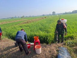 Babinsa Wonokasian Dampingi Petani Kendalikan Hama Wereng.