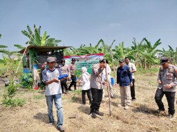 Babinsa Koramil 0816/17 Gedangan Dampingi Petani Tanam Jagung, Wujudkan Kemandirian Pangan di Desa Punggul
