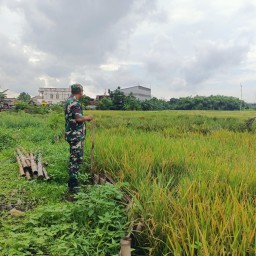 Babinsa Koramil 0816/14 Taman Dampingi Petani Poktan Anugrah Lakukan Perawatan Padi Menjelang Panen