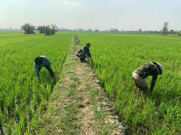 Babinsa Taman Dampingi Petani Sambi Bulu Rawat Lahan Padi Tahap II Dukung Ketahanan Pangan