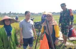 Babinsa Prambon Bersama PPL Laksanakan Ubinan Padi di Desa Gampang, Dukung Ketahanan Pangan Nasional
