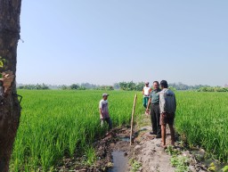 Turun ke Sawah, Babinsa Serda Dwi Prabowo Dampingi Petani Sidodadi: Sinergi TNI dan Petani Wujudkan Ketahanan Pangan