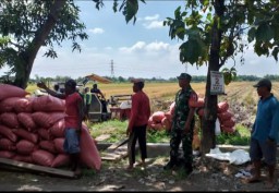 Babinsa Kemuning Dampingi Petani Panen Padi: Wujud Sinergi untuk Ketahanan Pangan Desa
