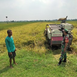 Babinsa Tulangan Dampingi Petani Panen Padi di Pangkemiri: Sinergi TNI dan Petani Wujudkan Ketahanan Pangan yang Berkelanjutan