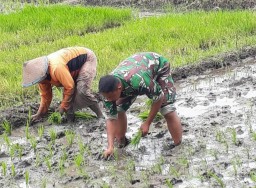 Babinsa Tanggulangin Dampingi Petani Lakukan Pemupukan Sawah, Wujudkan Ketahanan Pangan Nasional
